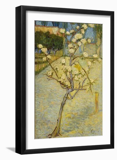 Small Pear Tree in Blossom, 1888-Vincent van Gogh-Framed Giclee Print