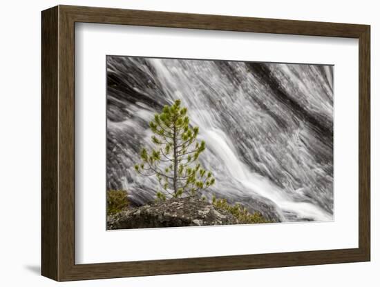 Small pine tree and Gibbon Falls, Yellowstone National Park, Wyoming-Adam Jones-Framed Photographic Print