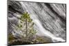 Small pine tree and Gibbon Falls, Yellowstone National Park, Wyoming-Adam Jones-Mounted Photographic Print