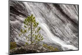 Small pine tree and Gibbon Falls, Yellowstone National Park, Wyoming-Adam Jones-Mounted Photographic Print