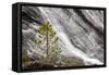 Small pine tree and Gibbon Falls, Yellowstone National Park, Wyoming-Adam Jones-Framed Stretched Canvas