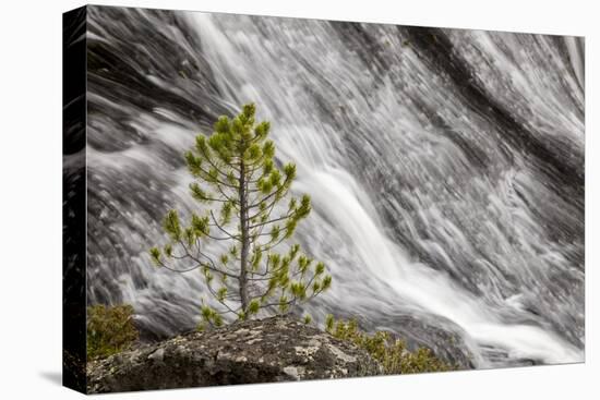 Small pine tree and Gibbon Falls, Yellowstone National Park, Wyoming-Adam Jones-Stretched Canvas