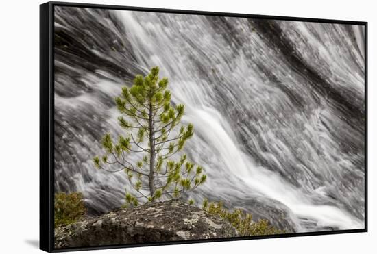 Small pine tree and Gibbon Falls, Yellowstone National Park, Wyoming-Adam Jones-Framed Stretched Canvas