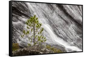 Small pine tree and Gibbon Falls, Yellowstone National Park, Wyoming-Adam Jones-Framed Stretched Canvas