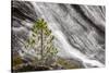 Small pine tree and Gibbon Falls, Yellowstone National Park, Wyoming-Adam Jones-Stretched Canvas