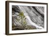 Small pine tree and Gibbon Falls, Yellowstone National Park, Wyoming-Adam Jones-Framed Photographic Print