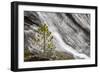 Small pine tree and Gibbon Falls, Yellowstone National Park, Wyoming-Adam Jones-Framed Photographic Print