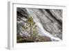 Small pine tree and Gibbon Falls, Yellowstone National Park, Wyoming-Adam Jones-Framed Photographic Print