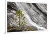 Small pine tree and Gibbon Falls, Yellowstone National Park, Wyoming-Adam Jones-Framed Photographic Print