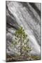Small pine tree and Gibbon Falls, Yellowstone National Park, Wyoming-Adam Jones-Mounted Photographic Print