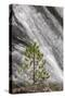 Small pine tree and Gibbon Falls, Yellowstone National Park, Wyoming-Adam Jones-Stretched Canvas