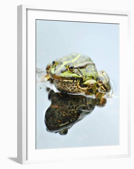 Small Pool Frog, Water, Mirroring, Frontal-Harald Kroiss-Framed Photographic Print