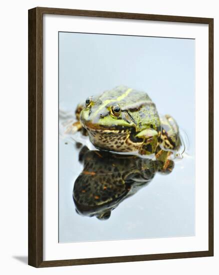 Small Pool Frog, Water, Mirroring, Frontal-Harald Kroiss-Framed Photographic Print