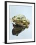 Small Pool Frog, Water, Mirroring, Frontal-Harald Kroiss-Framed Photographic Print