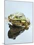 Small Pool Frog, Water, Mirroring, Frontal-Harald Kroiss-Mounted Photographic Print