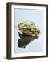 Small Pool Frog, Water, Mirroring, Frontal-Harald Kroiss-Framed Photographic Print