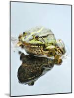 Small Pool Frog, Water, Mirroring, Frontal-Harald Kroiss-Mounted Photographic Print