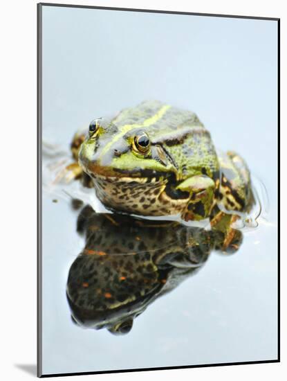 Small Pool Frog, Water, Mirroring, Frontal-Harald Kroiss-Mounted Photographic Print