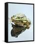 Small Pool Frog, Water, Mirroring, Frontal-Harald Kroiss-Framed Stretched Canvas