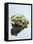 Small Pool Frog, Water, Mirroring, Frontal-Harald Kroiss-Framed Stretched Canvas