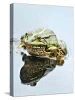 Small Pool Frog, Water, Mirroring, Frontal-Harald Kroiss-Stretched Canvas