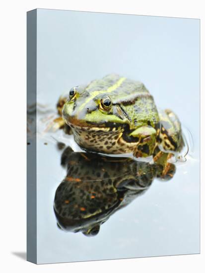 Small Pool Frog, Water, Mirroring, Frontal-Harald Kroiss-Stretched Canvas