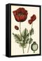 Small Poppy Blooms I-Elizabeth Blackwell-Framed Stretched Canvas