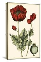 Small Poppy Blooms I-Elizabeth Blackwell-Stretched Canvas