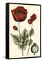 Small Poppy Blooms I-Elizabeth Blackwell-Framed Stretched Canvas