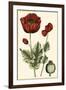 Small Poppy Blooms I-Elizabeth Blackwell-Framed Art Print