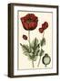 Small Poppy Blooms I-Elizabeth Blackwell-Framed Art Print