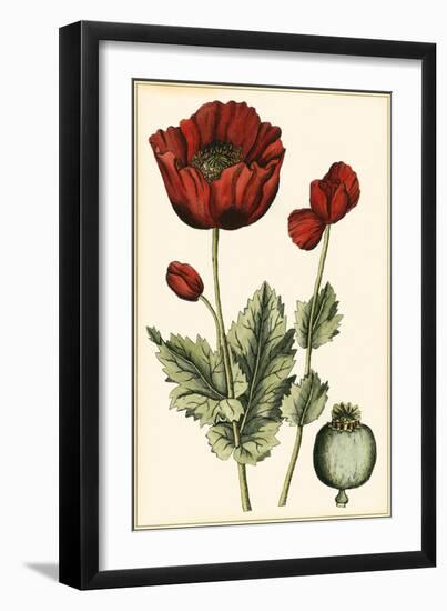 Small Poppy Blooms I-Elizabeth Blackwell-Framed Art Print