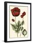 Small Poppy Blooms I-Elizabeth Blackwell-Framed Art Print