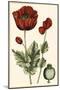 Small Poppy Blooms I-Elizabeth Blackwell-Mounted Art Print