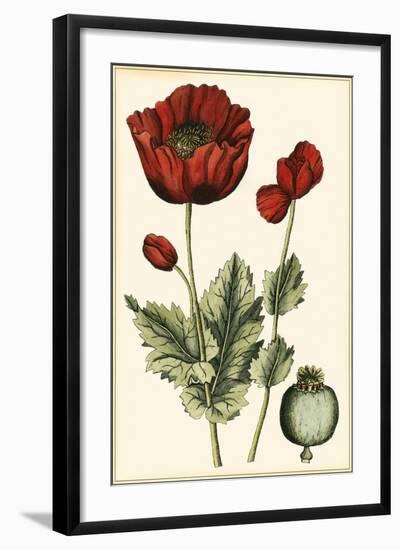 Small Poppy Blooms I-Elizabeth Blackwell-Framed Art Print