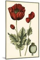 Small Poppy Blooms I-Elizabeth Blackwell-Mounted Art Print