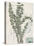 Small Postcard Wildflowers IV-Jennifer Goldberger-Stretched Canvas