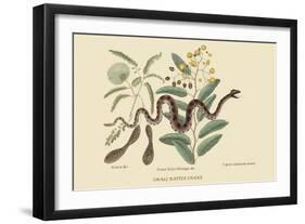 Small Rattlesnake-Mark Catesby-Framed Art Print