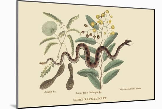 Small Rattlesnake-Mark Catesby-Mounted Art Print