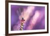 Small red damselfly resting on Heather, The Netherlands-Edwin Giesbers-Framed Photographic Print
