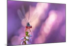 Small red damselfly resting on Heather, The Netherlands-Edwin Giesbers-Mounted Photographic Print