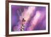 Small red damselfly resting on Heather, The Netherlands-Edwin Giesbers-Framed Photographic Print