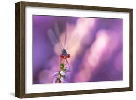 Small red damselfly resting on Heather, The Netherlands-Edwin Giesbers-Framed Photographic Print