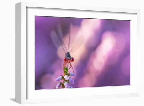 Small red damselfly resting on Heather, The Netherlands-Edwin Giesbers-Framed Photographic Print