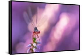 Small red damselfly resting on Heather, The Netherlands-Edwin Giesbers-Framed Stretched Canvas