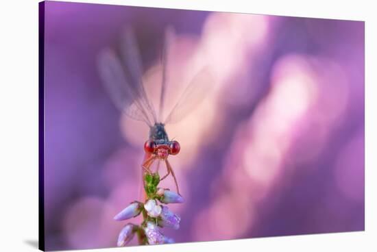 Small red damselfly resting on Heather, The Netherlands-Edwin Giesbers-Stretched Canvas