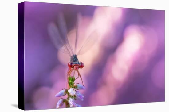 Small red damselfly resting on Heather, The Netherlands-Edwin Giesbers-Stretched Canvas