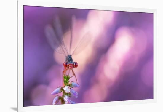 Small red damselfly resting on Heather, The Netherlands-Edwin Giesbers-Framed Photographic Print