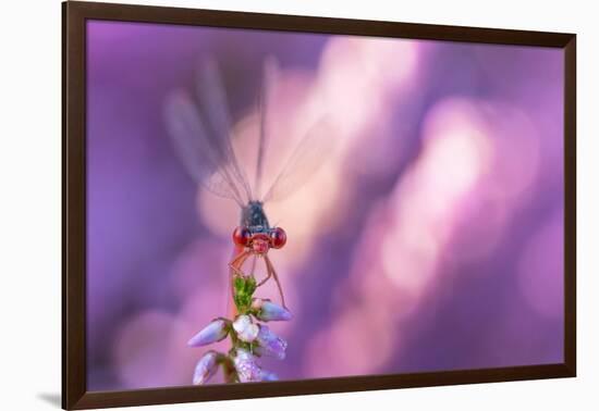 Small red damselfly resting on Heather, The Netherlands-Edwin Giesbers-Framed Photographic Print