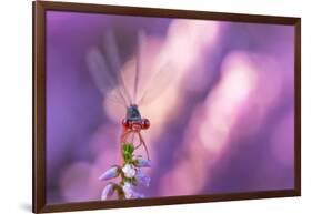 Small red damselfly resting on Heather, The Netherlands-Edwin Giesbers-Framed Photographic Print